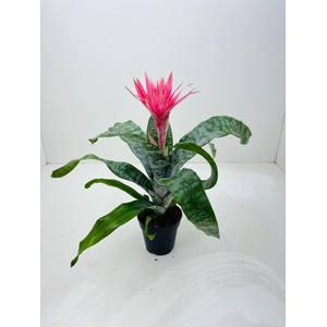 Aechmea fasciata 'Primera'