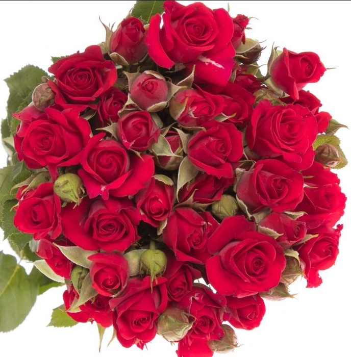 Rosa TR 'Mirabel' BRAAM