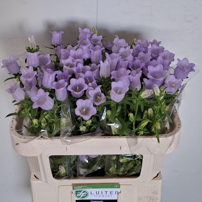 <h4>CAMP M CHAMPION LAVE</h4>