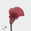 Zantedeschia captain romance