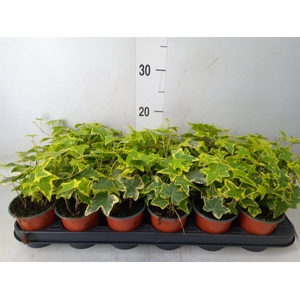 Hedera helix 'Goldchild'