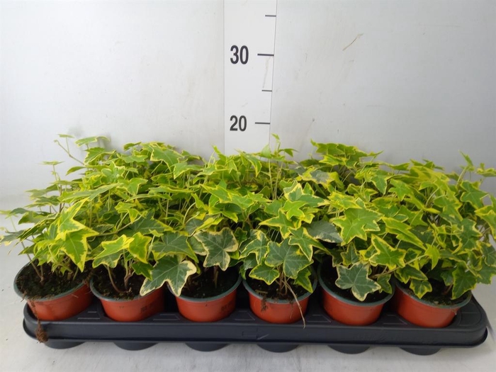 <h4>Hedera helix 'Goldchild'</h4>