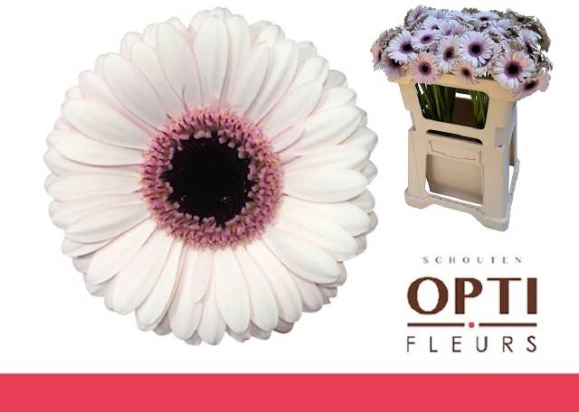 <h4>GE MI ABBY LOU</h4>