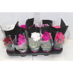 CYCLAMEN MINI P11