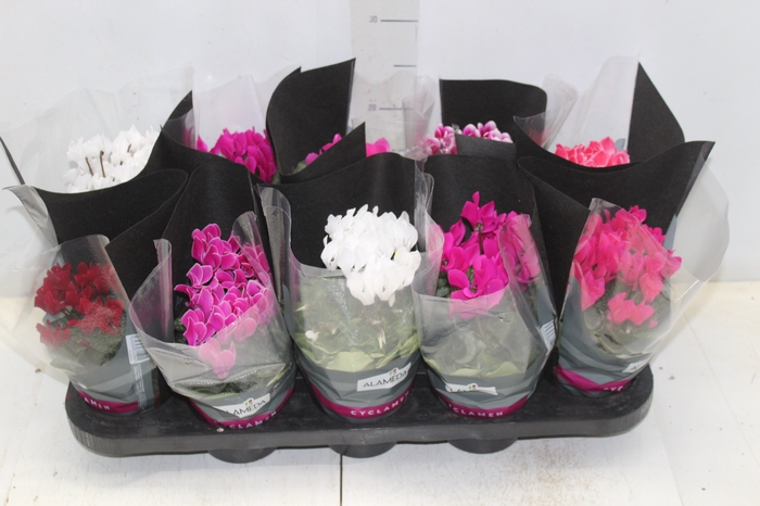 <h4>CYCLAMEN MINI P11</h4>