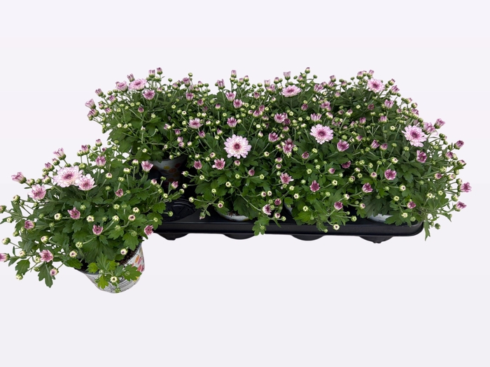 <h4>CHRY FLAIR PINK</h4>