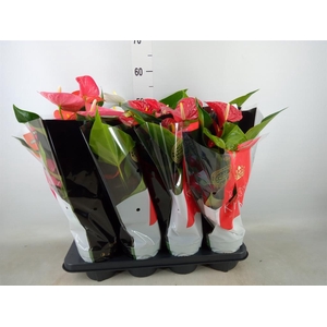 Anthurium   ...mix