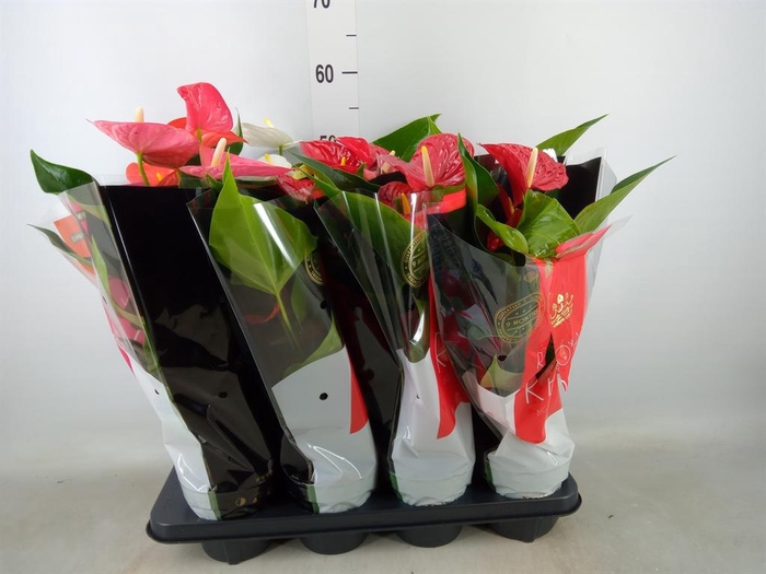 <h4>Anthurium ...mix</h4>