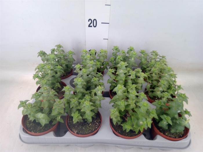 <h4>Crassula perforata</h4>