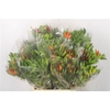 Pepers Paprika Green Per Bunch