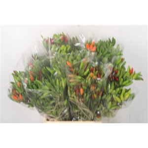 Pepers Paprika Green Per Bunch