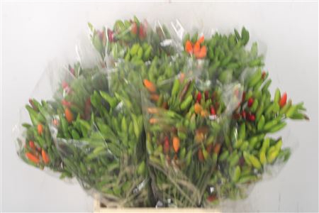 <h4>Pepers Paprika Green Per Bunch</h4>