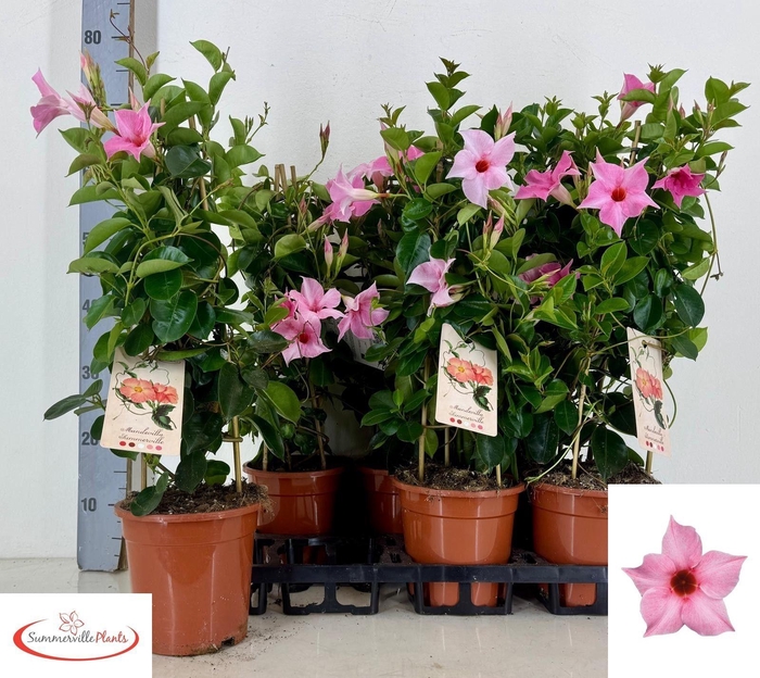 <h4>MANDE SUN CR PINK</h4>