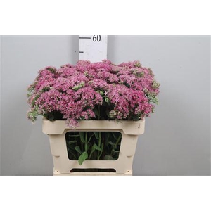 Sedum T Mun D Red
