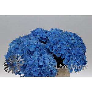 Hydrangea royal parade