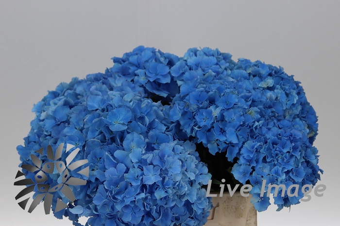 <h4>Hydrangea royal parade</h4>