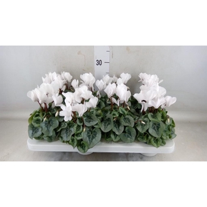 Cyclamen MD 'Rembrandt'