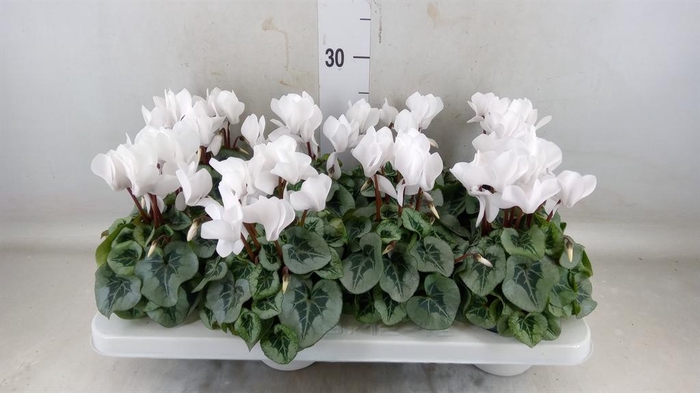 <h4>Cyclamen MD 'Rembrandt'</h4>