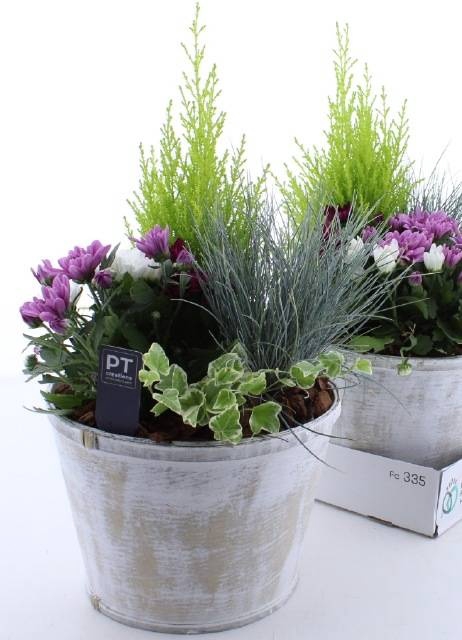 <h4>ARR TUINPLANTEN</h4>