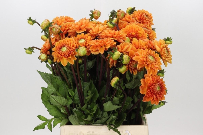 <h4>Dahlia Sylvia</h4>