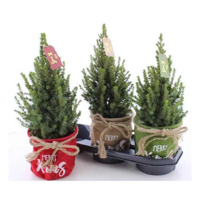 <h4>Picea glauca Perfecta 17Ø 50cm</h4>