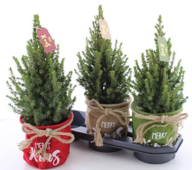 Picea glauca Perfecta 17Ø 50cm