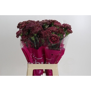 Dianthus St Copper Extasis