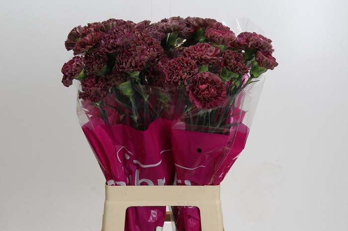 <h4>Dianthus St Copper Extasis</h4>