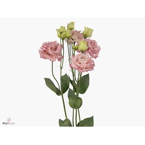 LISIANTHUS ALISSA PINK