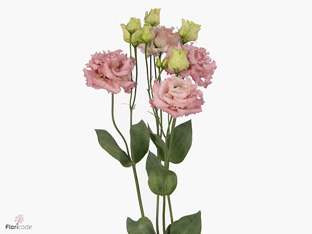 <h4>LISIANTHUS ALISSA PINK</h4>