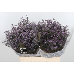 Limon Safora Lilac