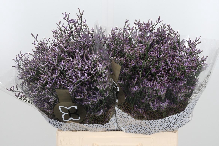 <h4>Limon Safora Lilac</h4>