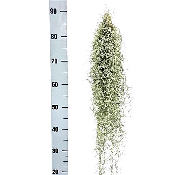 <h4>Tillandsia usneoides</h4>