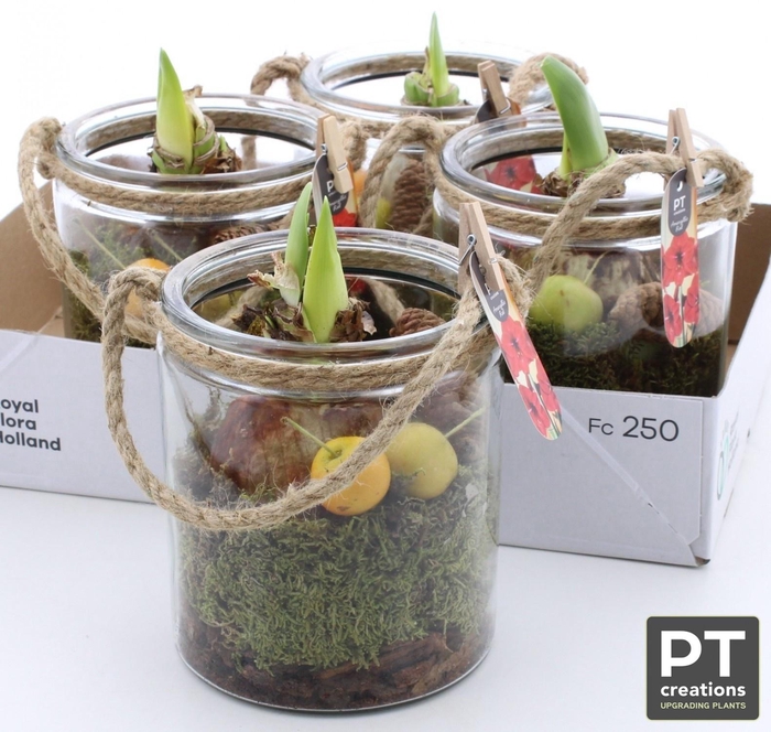 <h4>ARR BOL KNOLGEWAS</h4>
