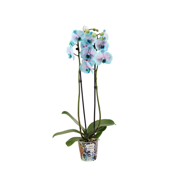 <h4>Potcover I Am Coloured Phal I Am Bubblegum 2T14+</h4>