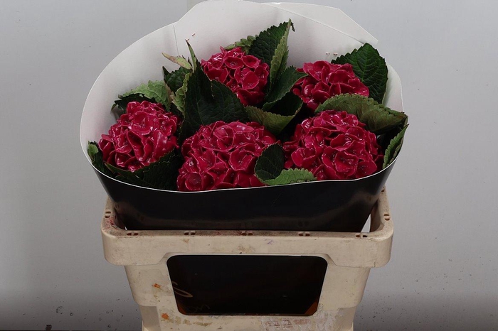 <h4>Hydr Wx 50cm Cerise</h4>