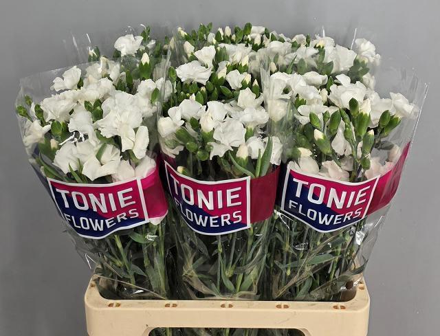 <h4>DI TE SOLOMIO ARD</h4>