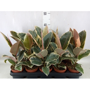 Ficus elastica 'Tineke'