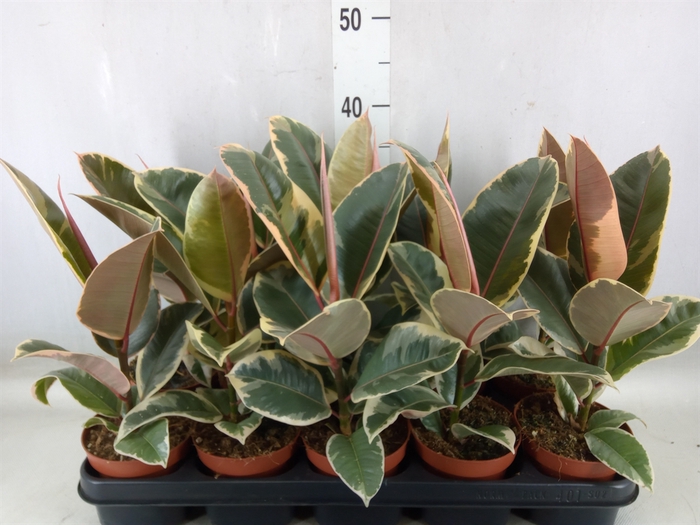 <h4>Ficus elastica 'Tineke'</h4>