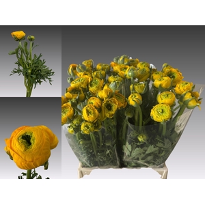 RAN AM YELLOW PASTEL