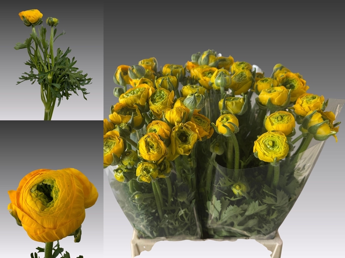 <h4>RAN AM YELLOW PASTEL</h4>