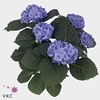 Hydrangea mac. 'Bela Blue'