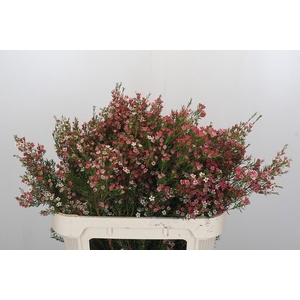 CHAME UN MY SWEET 16