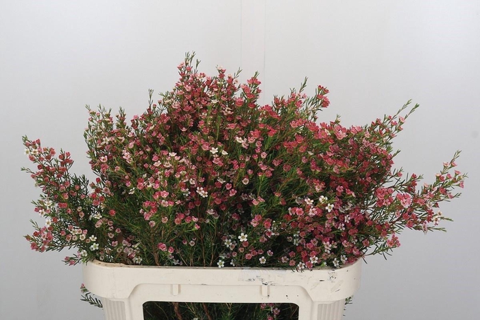 <h4>CHAME UN MY SWEET 16</h4>