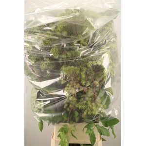 ANGELICA GIGAS*#
