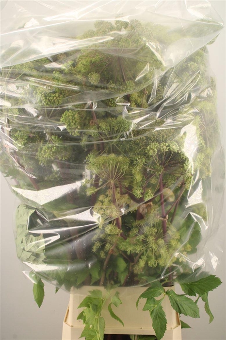 <h4>ANGELICA GIGAS*#</h4>