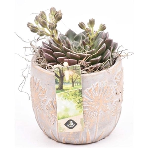 Arrangementen succulenten 6%