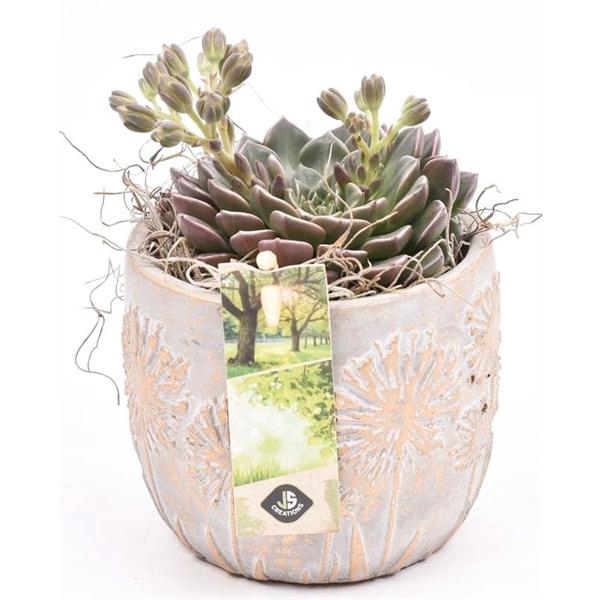 <h4>Arrangementen succulenten 6%</h4>