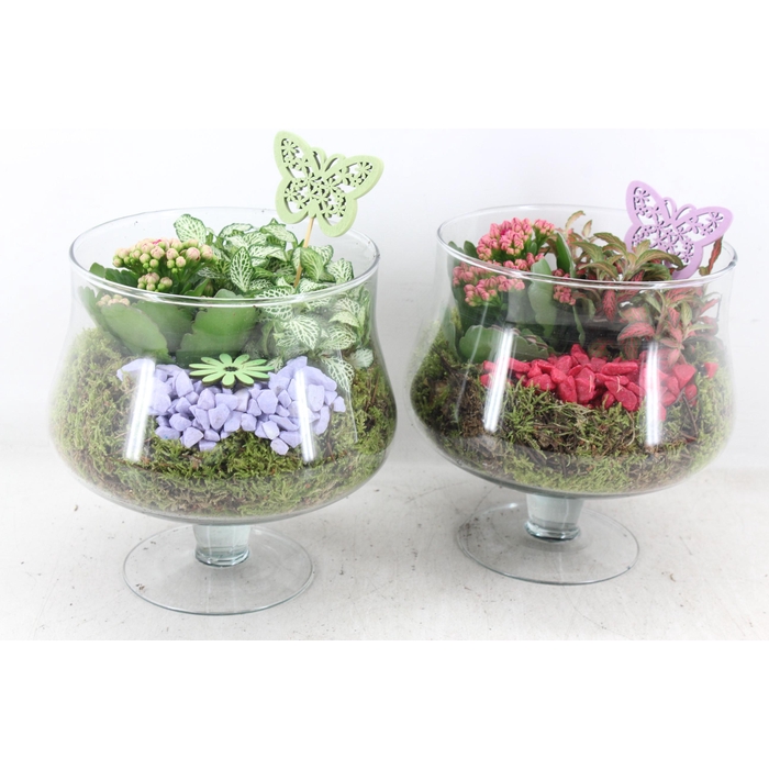 <h4>Arr2 Pl - Glas Op Voet X6 - Bordeaux/lila</h4>