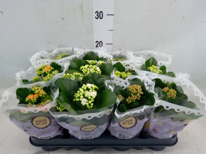 <h4>Kalanchoe blos.   ..rosebud mix  5</h4>